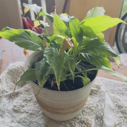 Plants -peas Lilly 3Count 