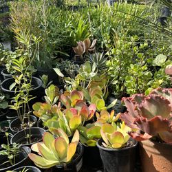 Succulent Plants