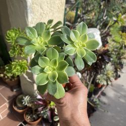 Variegated Aeonium Kiwi Succulent Plant