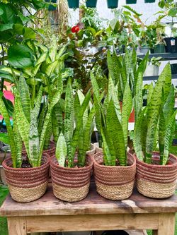 Plants (6”pot🌿Snake plant $15 each & $3 extra for basket)