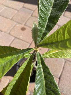 Loquat plant