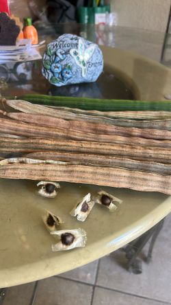 Moringa Seeds Pods