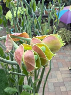 Euphorbia Pedilanthus Macrocarpus LADY SLIPPER Succulent Plant
