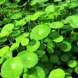 Aquatic Plant 