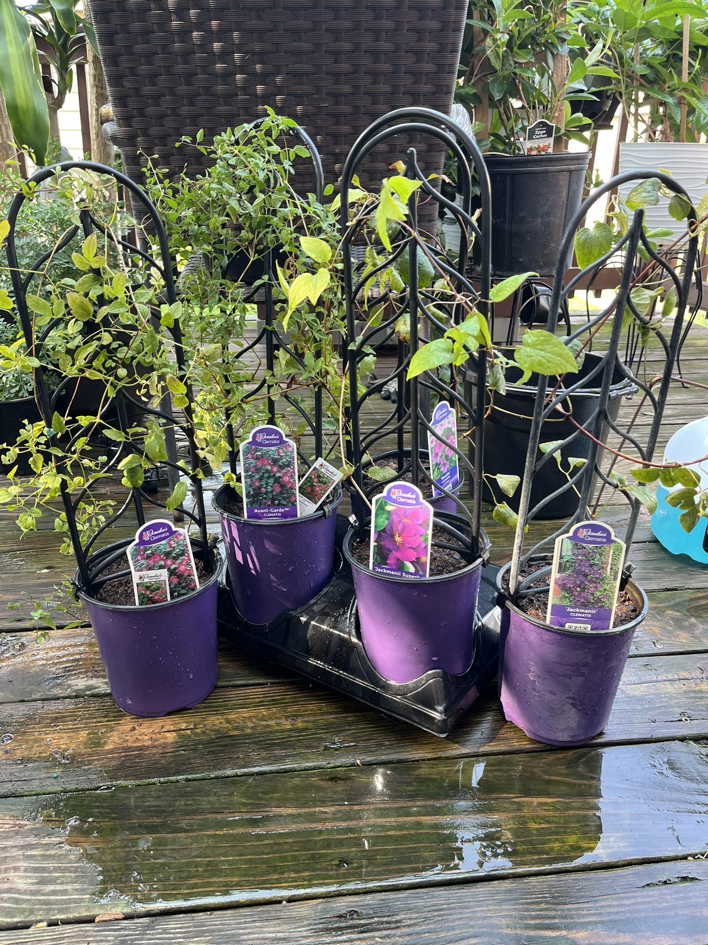 🪸Clematis Plants🪸