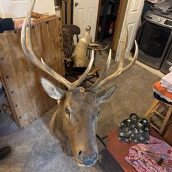 Elk Mount 