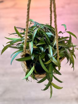 Hoya Wayettii