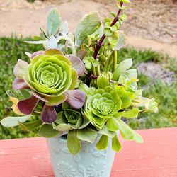 Succulent arrangement 