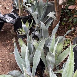 Agaves