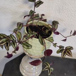 Purple tradescantia zebrina