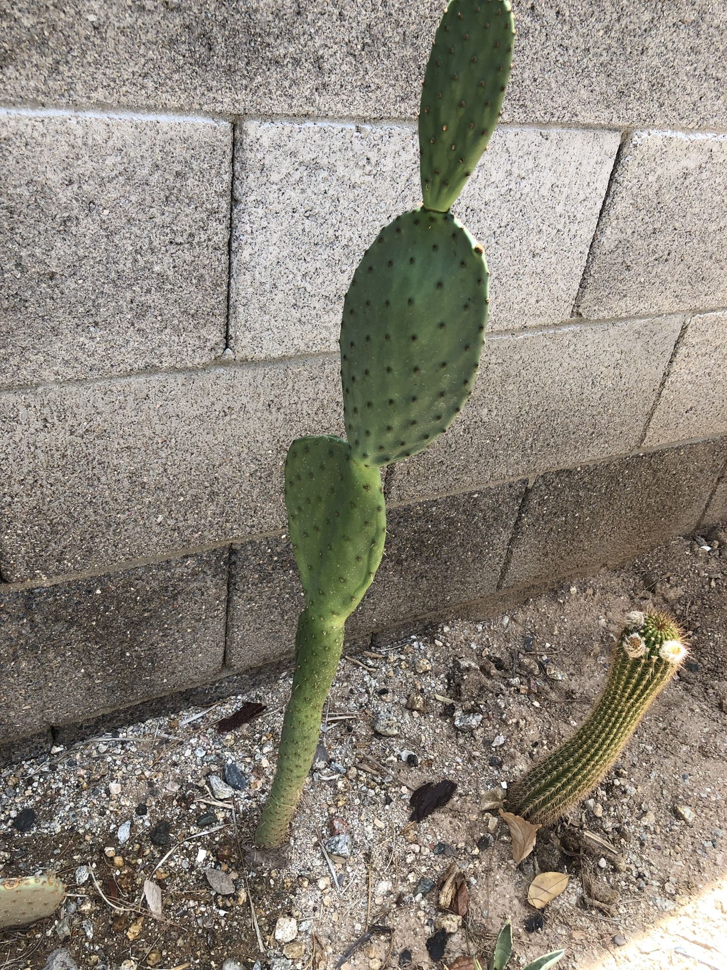 Prickly Pear Young Cactus 🌵 2.5’ Tall