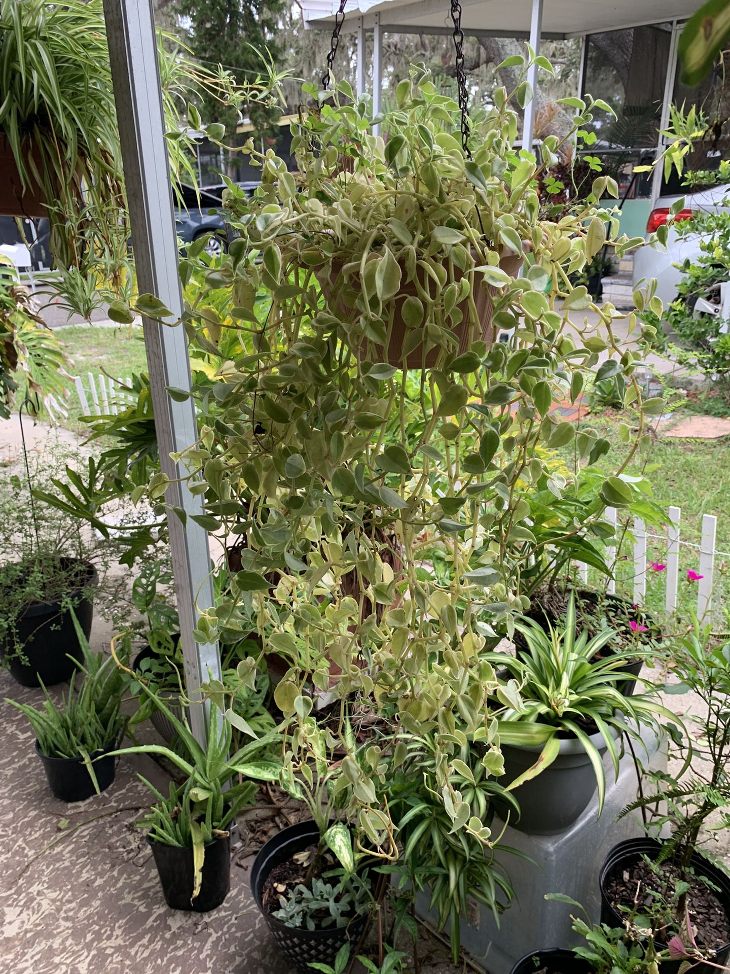 Decoration Plants 