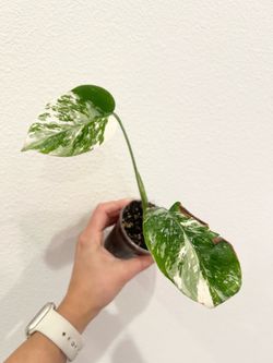Albo Monstera
