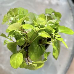 Swedish Ivy In Little Black Ceramic Pot