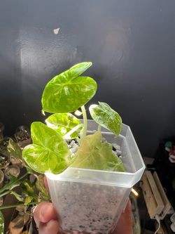 Variegated Alocasia Frydek - fully rooted plug