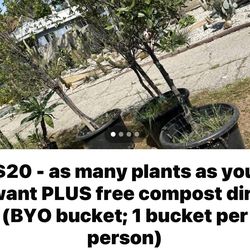$20 take as many plants plus free compost