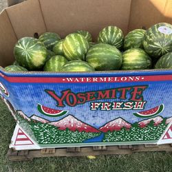 Watermelons From 6 To 8
