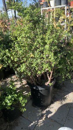 Big Jade Plant 60$