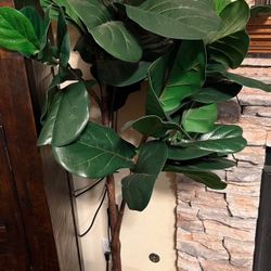 Fake Plant