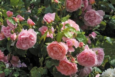 Strawberry Hill-  Rare European, Japan rose plants