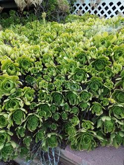 Suculent cuttings Aeonium arboreum or Tree Houseleek
