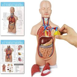 20" Removable 12 Parts Human Torso Model