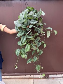 8” scindapsus exotica
