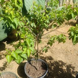 Apricot Tree/arbol  De  Chabacano