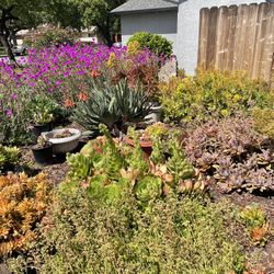 Succulents Sale $1 To $10