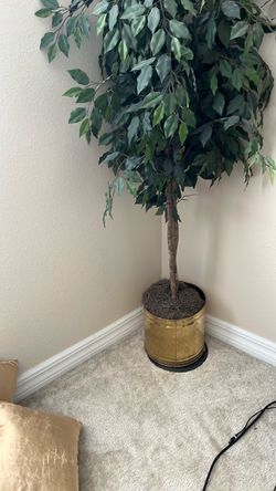 Large Artificial Ficus Tree with Gold Pot
