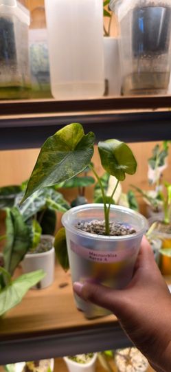 🌿 Alocasia Macrorrhiza Aurea (A) 🌿