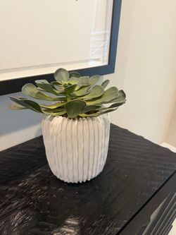 Succulent in White Ribbed Ceramic Pot