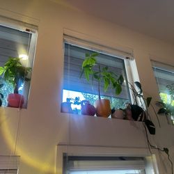 house plants !!!!
