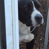 Sadie