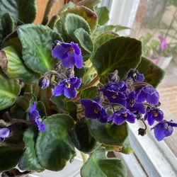 Violet flower cuttings