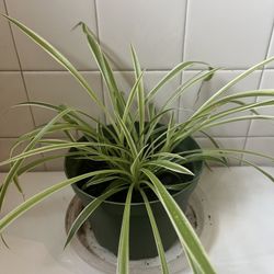 Spider Plant