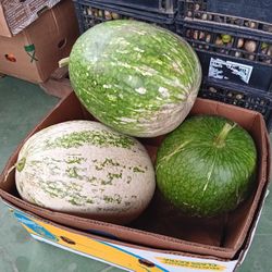 Chilacayotas  $25 Cada Una Recien Cortadas 