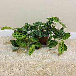 Large Prayer Plant Lemon Lime