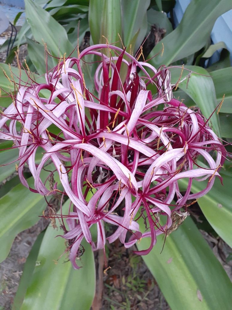 Lilies