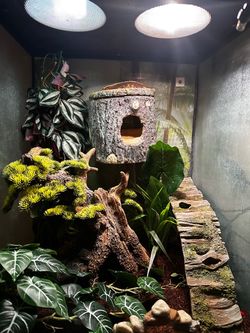 Large crested gecko aquarium