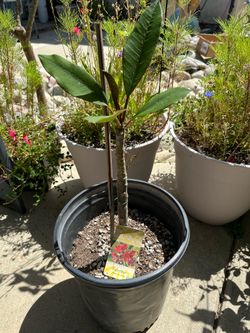 Valentina plumeria rooted 5 Gln
