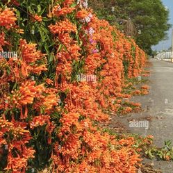 Firecrackers Orange 1/4