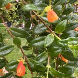Goldfish House Plant Indoor Or Outdoor