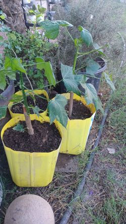 2 plantas  de chaya $10 cada una