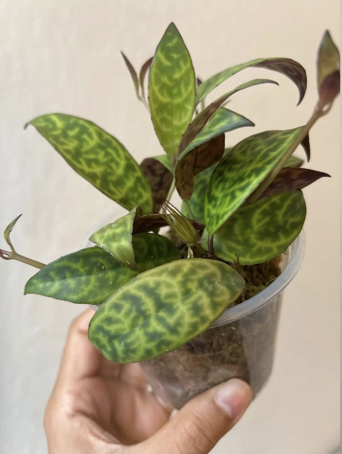 Black Pagoda Lipstick Plant