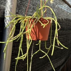 Succulents Plants 🪴 