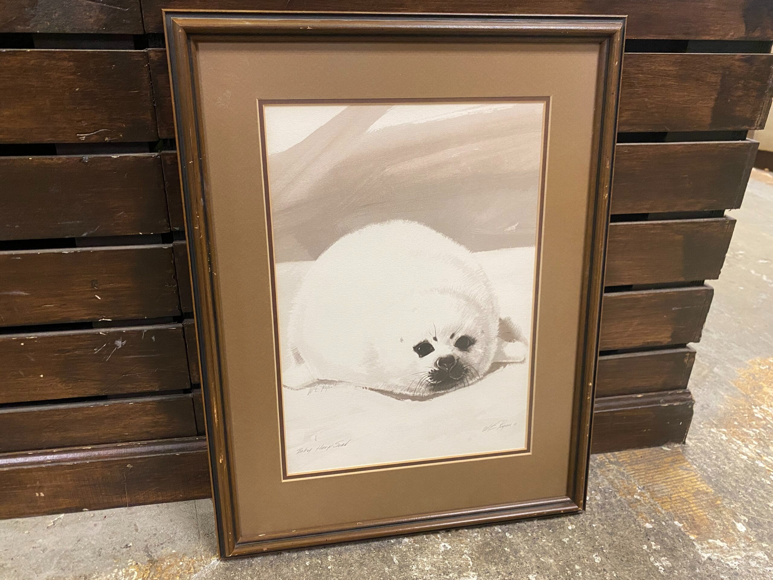 “Baby Harp Seal” by W.E. Ryan Print