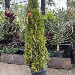 Thuja Occidentalis Emerald Green 