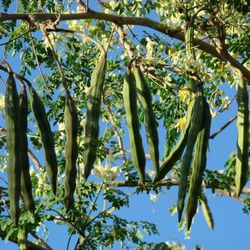 Moringa seed pods