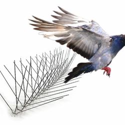 NEW! Bird-X Extra Wide 8” Stainless Steel Bird Spikes - Metal Roof Guard, Pigeon & Bat Deterrent